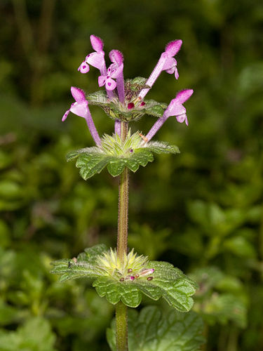 lamium amplexicaule